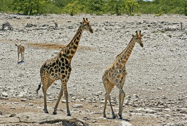 222 Etosha NP, giraf.JPG